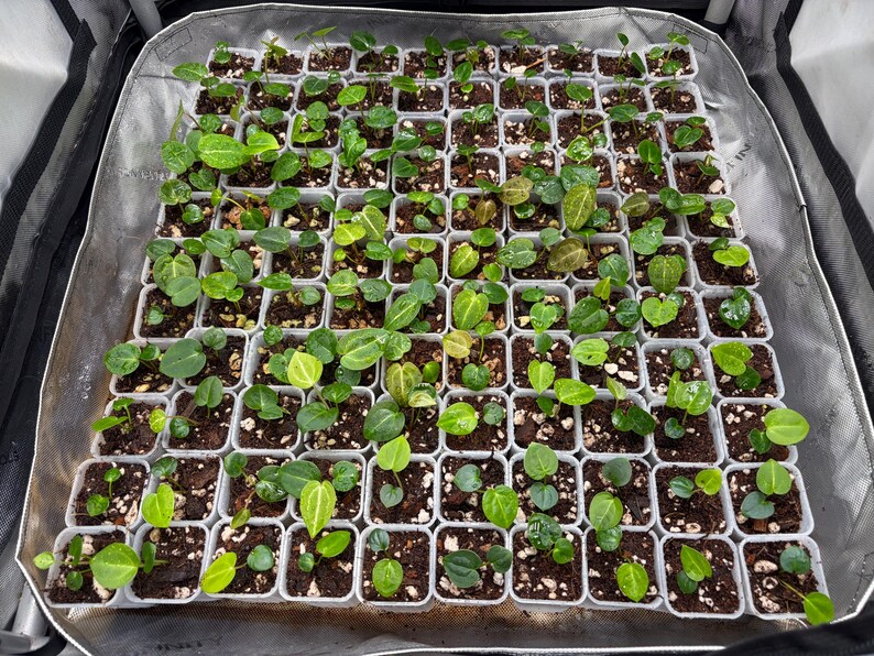 May include: A large grid of small, square white plastic pots containing young green seedlings with heart-shaped leaves. Each pot is filled with dark potting soil and perlite, arranged in a uniform tray inside a reflective silver grow tent.