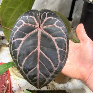 May include: A heart-shaped Anthurium leaf with a dark, glossy, near-black surface and prominent, light pink veins that radiate from the center. The leaf has a smooth, leathery texture and a distinct pointed tip, showcasing a deep color contrast.