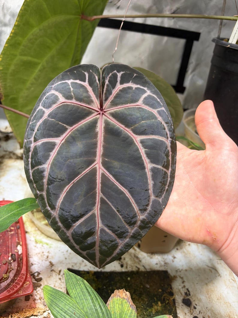 May include: A heart-shaped Anthurium leaf with a dark, glossy, near-black surface and prominent, light pink veins that radiate from the center. The leaf has a smooth, leathery texture and a distinct pointed tip, showcasing a deep color contrast.