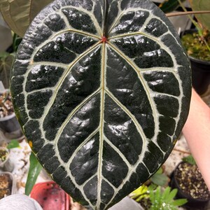 May include: A large, heart-shaped Anthurium leaf with a deep, dark green, glossy surface. The leaf features prominent, light-colored, silvery-white veins that create a distinct grid pattern across the blade, meeting at a small reddish center point.