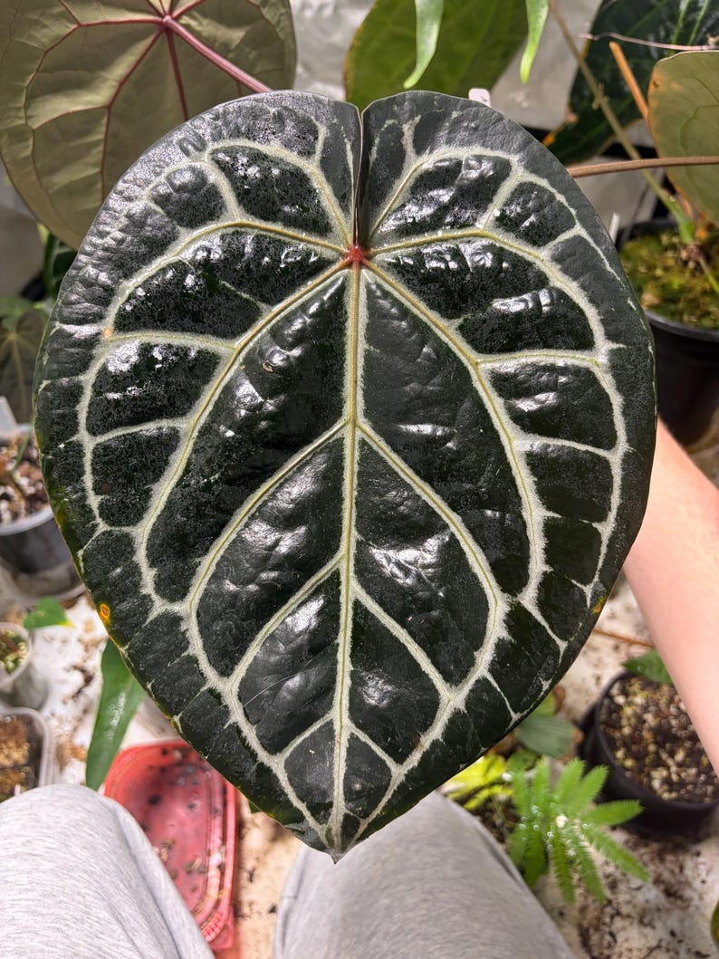 May include: A large, heart-shaped Anthurium leaf with a deep, dark green, glossy surface. The leaf features prominent, light-colored, silvery-white veins that create a distinct grid pattern across the blade, meeting at a small reddish center point.