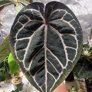 May include: A large, heart-shaped Anthurium leaf with a dark, velvety green surface and prominent, light-colored veins. The leaf features a distinct, pointed tip and a deep sinus at the base, with a reddish-tinted central vein and stem.