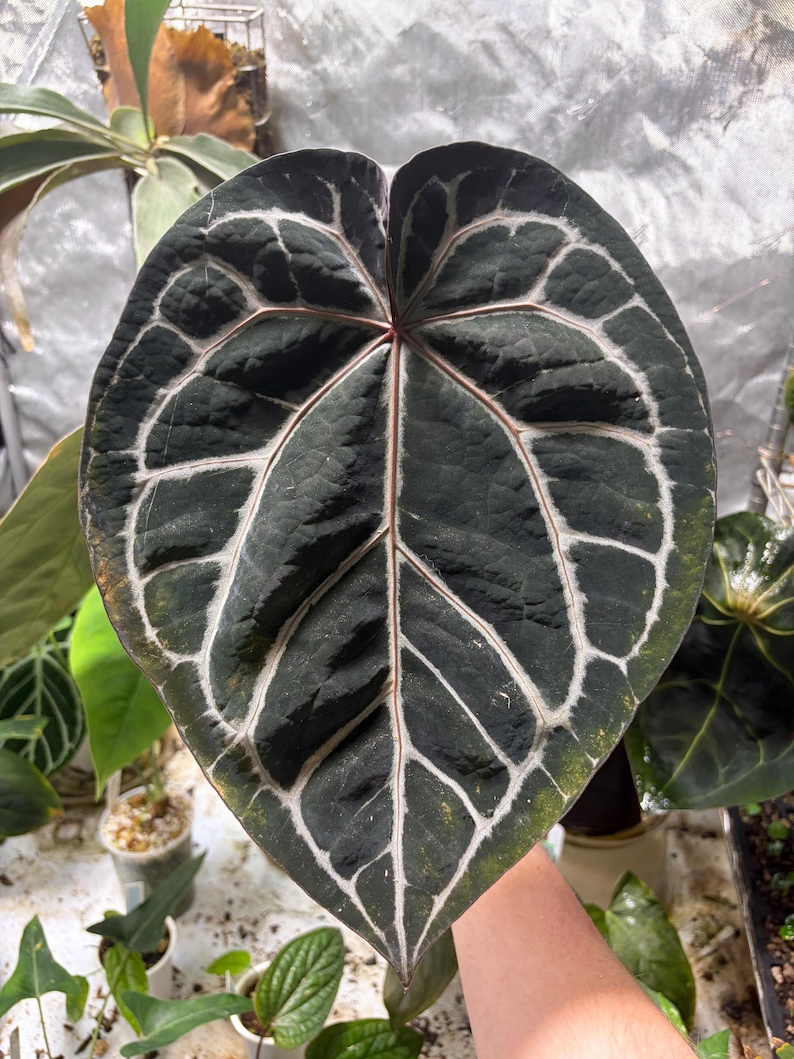 May include: A large, heart-shaped Anthurium leaf with a dark, velvety green surface and prominent, light-colored veins. The leaf features a distinct, pointed tip and a deep sinus at the base, with a reddish-tinted central vein and stem.