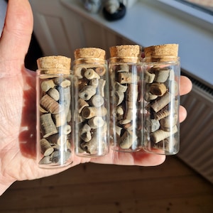 BOTTLED CRINOID FOSSILS | One Jar Only | Rare Crinoid Fossils | Scottish Beach Finds | Collection (Crinoid)