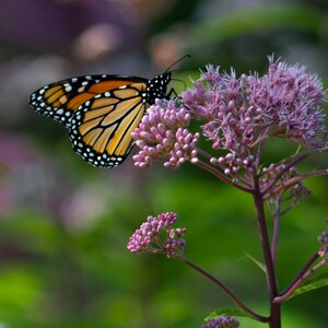 Monarch Butterfly
