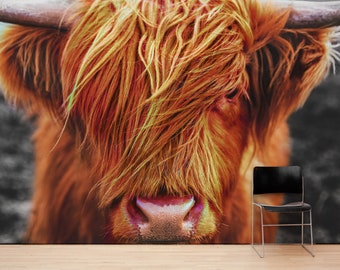 Scotland Highland Cow Cattle Head Wall Mural. Farmhouse Wall Decor. Country Style Peel and Stick Wallpaper. Farmland Theme Decor. #6279