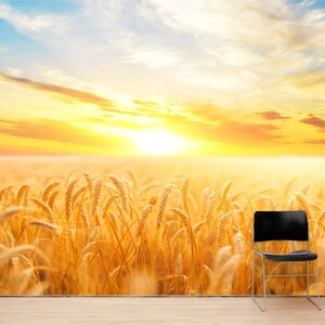 May include: A field of golden wheat at sunset with a black chair in the foreground.