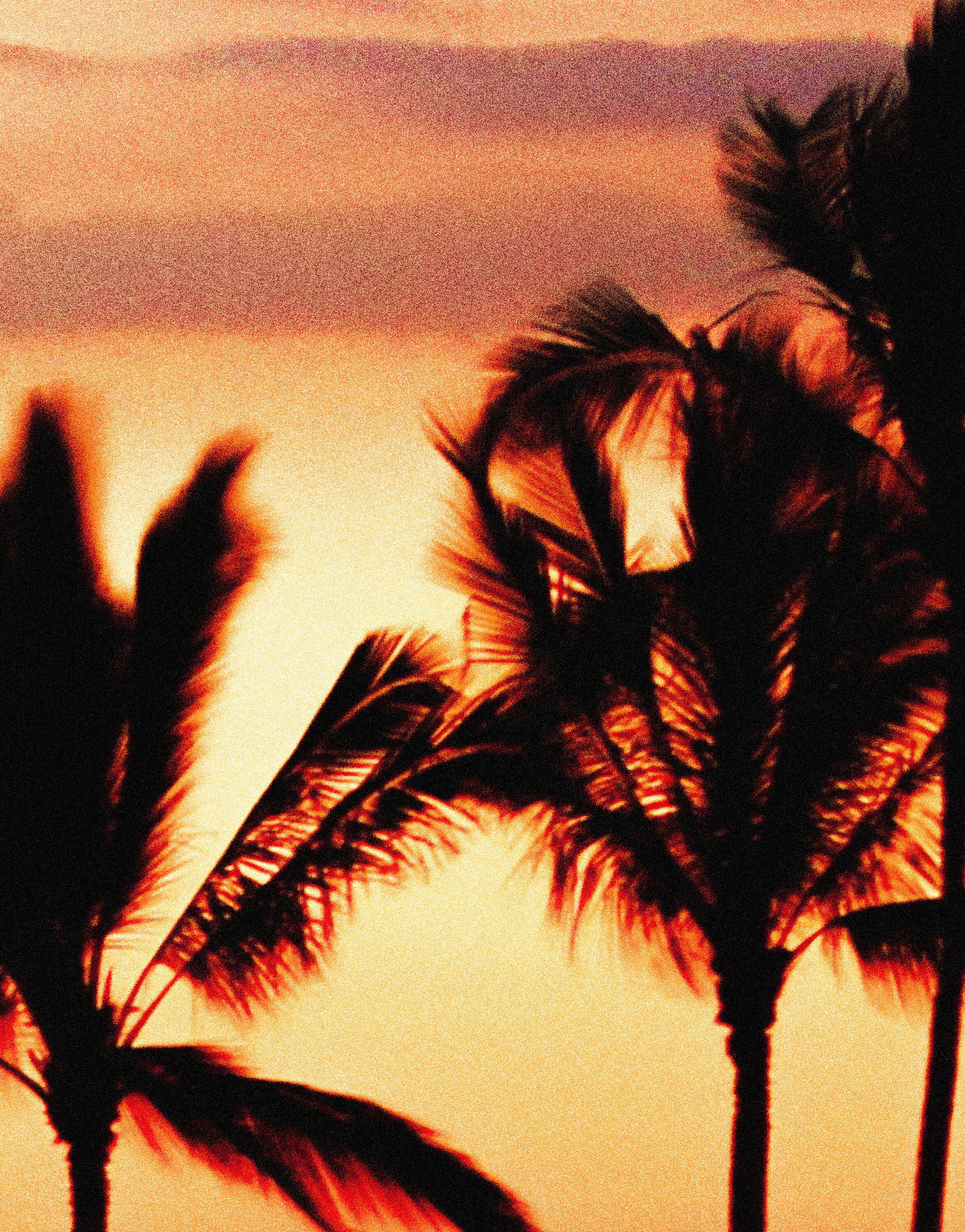Tropical Sunset Palm Trees Wallpaper Peel and Stick Wall Mural. Beach ...