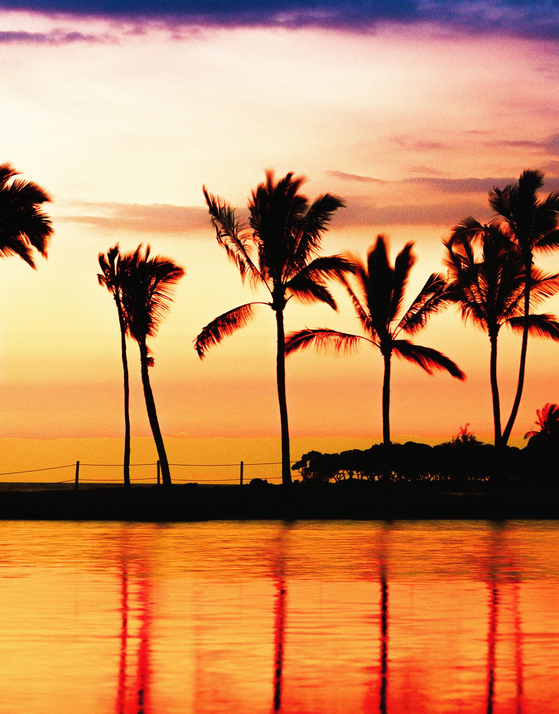 Tropical Sunset Palm Trees Wallpaper Peel and Stick Wall Mural. Beach ...