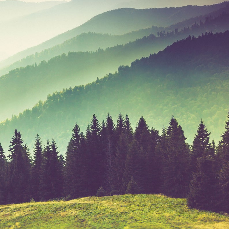 May include: A landscape view featuring a foreground of green grassy hills leading to a dense forest of dark green pine trees. In the background, multiple layers of mountain ridges fade into a soft, hazy light, creating a gradient of green tones.