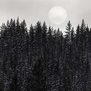 Foggy Forest Wall Mural. Scenic Wall Mural, Peel and Stick Wallpaper. Monotone Grey Nature Wallpaper. Rain Forest Wall Mural. #6560