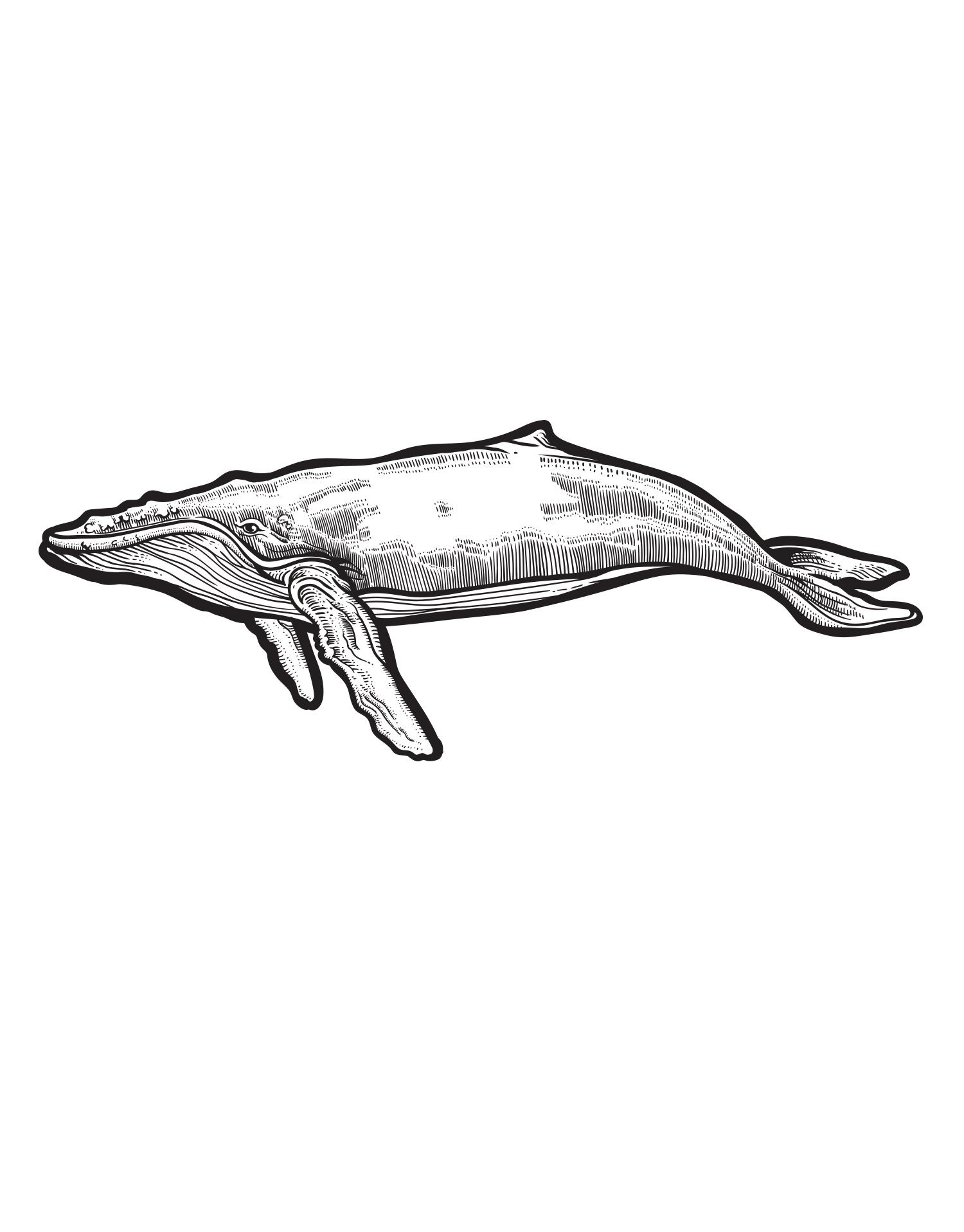 Large Humpback Whale Wall Decal Sticker. 6147 Etsy