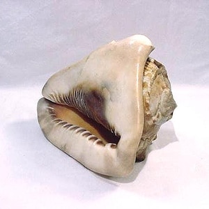 Pode incluir: Um conjunto de três tigelas de cerâmica em tons de azul, verde e branco. As tigelas apresentam um esmalte salpicado e um design simples. A tigela maior tem aproximadamente 20 cm de diâmetro.