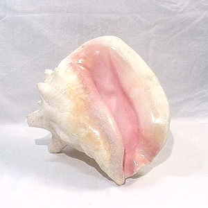 May include: A large, conch shell with a smooth, glossy surface. The shell features a creamy white exterior with a prominent pink and peach interior. The shell's shape is spiraled, with a textured edge and a pointed end. A natural decorative item.