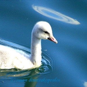 Time for Adventure, swans, 5 x 7 blank card, write your own msg, angels, signet, nursery decor, baby, blue white, baby shower, new mother image 2