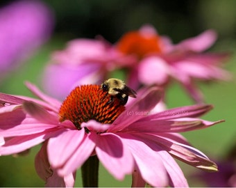 Bee nature blank card, A Day's Work, write your own msg, wildlife, nature bumble bee, honey bee, art card