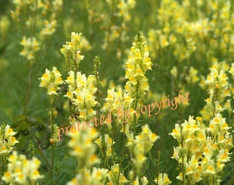 Soft Summer Day - wall art fine art photograph, home or office decor, spring, yellow, green, snapdragons flowers, gift 20