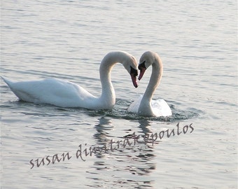 Swan Hearts, blank greeting card nature photo, birds lovers gift, Valentine's card, wedding anniversary card, write your own msg