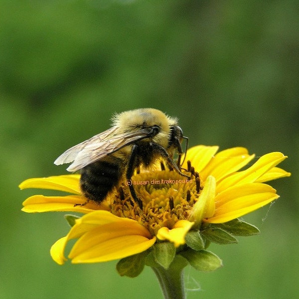 Morgen-Bee, leere Kunst-Karte, schreiben Sie Ihre eigene msg, Bienenfotografie, Natur-Karte, Natur, Tierwelt photograpy