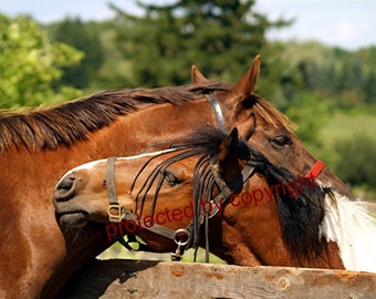 Horsey Love, horse greeting card, blank card, write your own msg, horse lovers card, friendship card