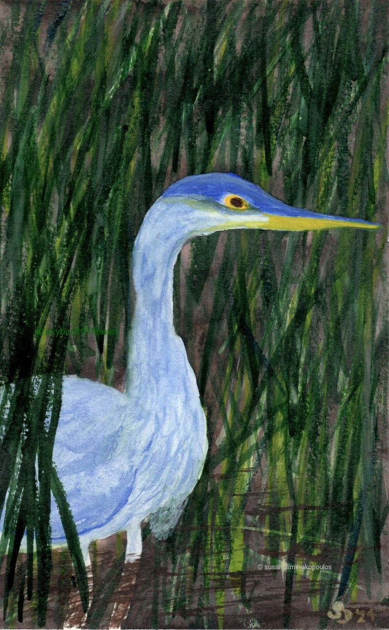 Puede incluir: Una pintura de acuarela de una garza azul de pie en altas ca&ntilde;as verdes. La cabeza de la garza est&aacute; girada hacia la derecha y su pico est&aacute; ligeramente abierto. El fondo es de color verde oscuro.