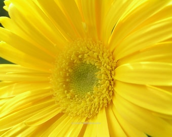 Sunshine, yellow gerber daisy blank card write your own msg. retirement, birthday, friendship thinking of you