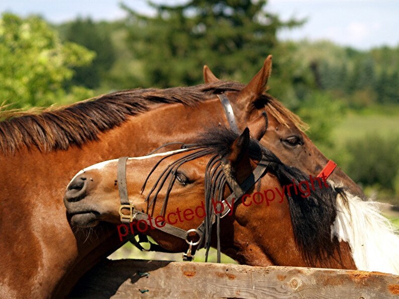 Horse photograph, Horsey Love, wall art, home decor, friendship, gift 20, chestnut brown, animal horse lovers gift image 1