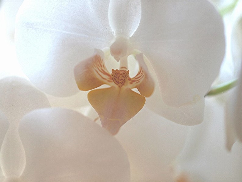 White Orchid, flower card, nature print, white, peach, grey, blank inside, write own msg image 1
