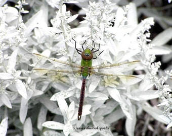 Dragonfly card or print, nice story about this photo, Dragonfly on White Flowers, write your own msg, nature lovers