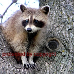 Raccoon card, wildlife photograph, Raccoon Lookout blank card, write your own message, bandit, mask, wildlife, humorous, friendship image 1