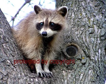 Raccoon card, wildlife photograph, Raccoon Lookout  - blank card, write your own message, bandit, mask, wildlife, humorous, friendship