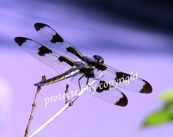 Dragonfly, greeting card, blank inside to write your own message, nature card  5 x 7
