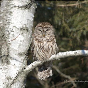 Sleepy Barred Owl, carte de voeux d’oiseau, blanc écrire votre propre msg., amateurs d’oiseaux, amateurs de hibou, photographie de la nature