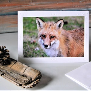 Fox on Bluffs, carte vierge écrivez votre propre msg. renard roux, faune naturelle, carte vierge