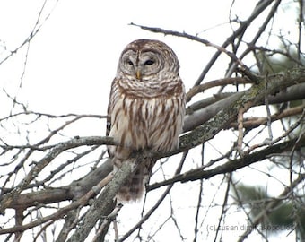 Barred Owl - fine art photograph, nature print, wall art, home office cottage decor, birds of prey, rustic, gift 20,  bird lovers