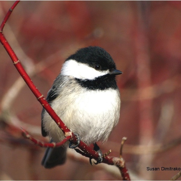 Bird photograph, Chickadee - Black Capped - wall art, nursery, home decor, bird lovers, fine art print, feathers, red dogwood, gift  20