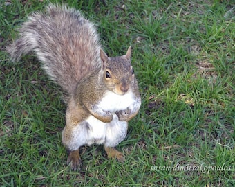 Squirrel card, Curious Squirrel, blank greeting card, write your own message, grey squirrel, nature photograph