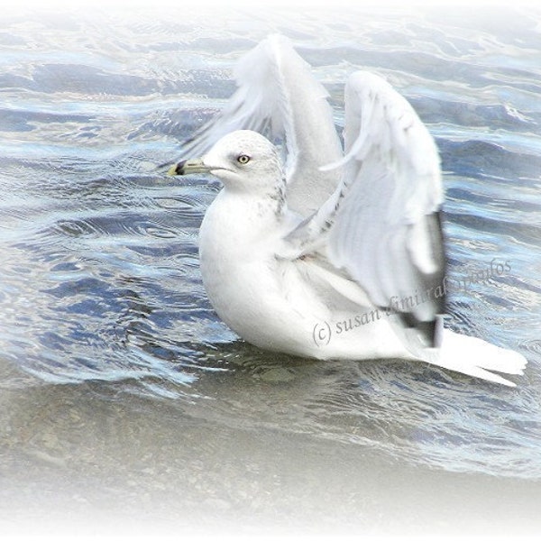 Dreamy Seagull bird art card, blank card, bird lovers card write own msg, Jonathan Livingston Seagull  shore bird, blue, bird bath