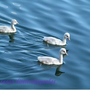 Time for Adventure, swans, 5 x 7 blank card, write your own msg, angels, signet, nursery decor, baby, blue white, baby shower, new mother image 1