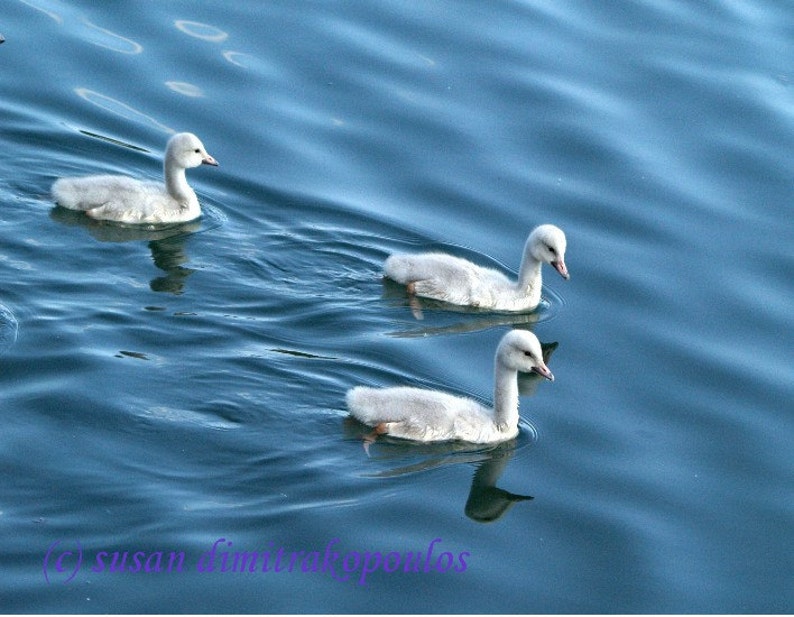 Time for Adventure, swans, 5 x 7 blank card, write your own msg, angels, signet, nursery decor, baby, blue white, baby shower, new mother image 1