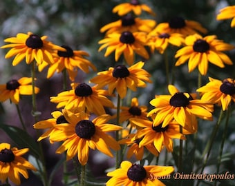 Black Eyed Susans Botanical Wall Art Garden Print Nature Art Wildflowers Black Eyed Susans Wall Art Floral Home Decor