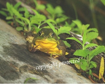 Kermit - Welcome to the Pond, frog, wall art, home decor, gift 20, fine art photograph, green, yellow, nature lover, reptile, wildlife