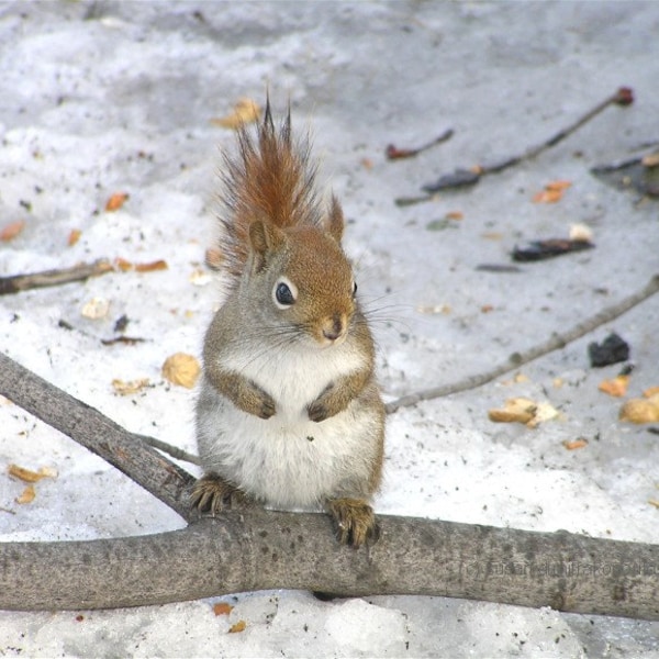 Red Squirrel card, wildlife, blank greeting card or print, write your own message, nature photograph