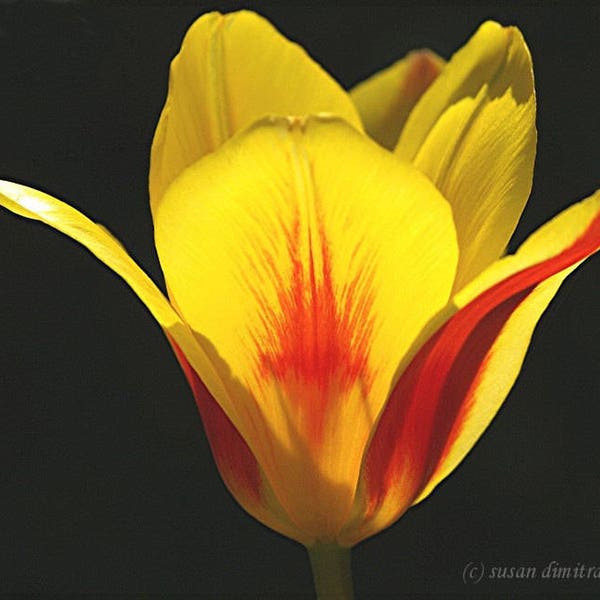 Tulip card, SPLASH, flower photograph blank card, art card, garden flowers, write your own message