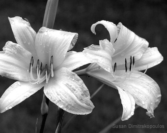 Flower black and white print - Magic - wall art fine art wedding anniversary lilies spring summer gift 20, home office decor