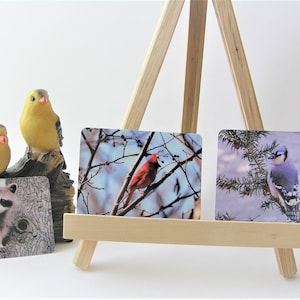 Nature fridge magnets, Blue Jay, Cardinal, Raccoon & Deer wildlife bird animal lovers, friendship small gift, stocking stuffer Free Shipping