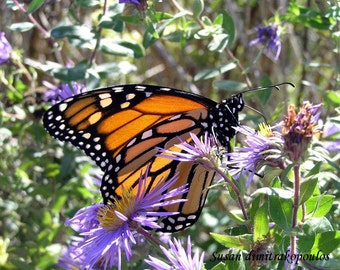 Monarch Butterfly, greeting card, blank, write your own msg, butterflies in spring, spiritual symbol, friendship card, transformation