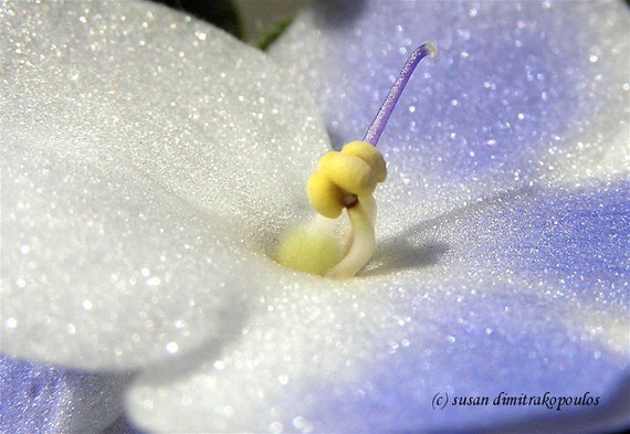 Violet photograph, greeting card, blank card, write own msg, mauve, lavender, yellow, white, purple, flower card