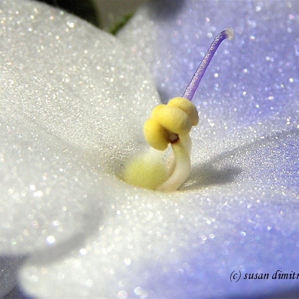 Violet photograph, greeting card, blank card, write own msg, mauve, lavender, yellow, white, purple, flower card