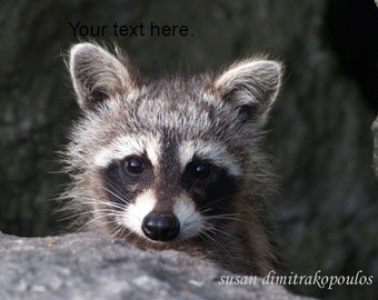 Raccoon Baby, greeting card wildlife card nature blank inside to write your own msg